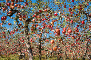 사과가 빨갛게 익어 가는 과수원의 가을