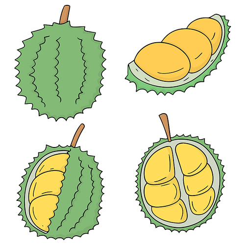 vector set of durian