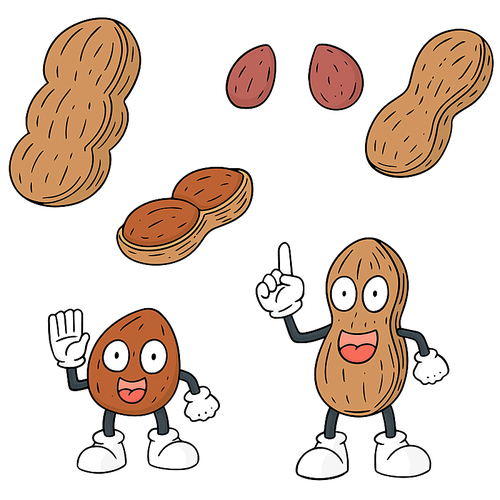 vector set of peanut