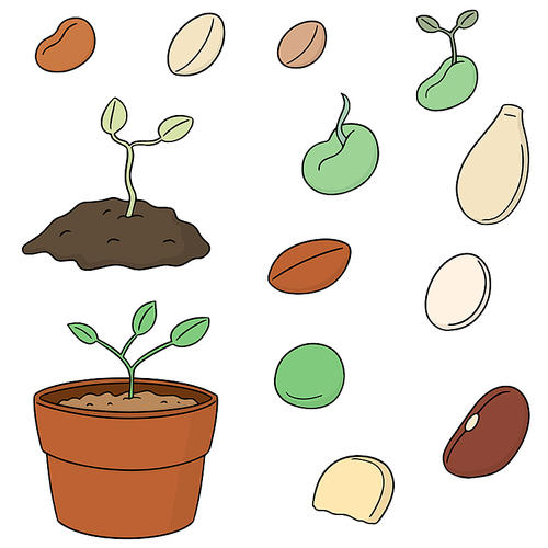 vector set of plant seed