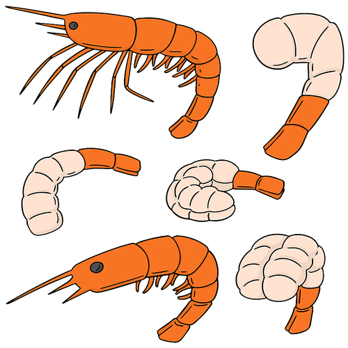 vector set of shrimp