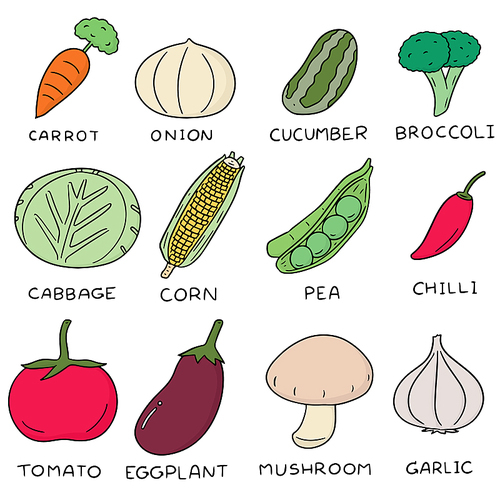 vector set of vegetable