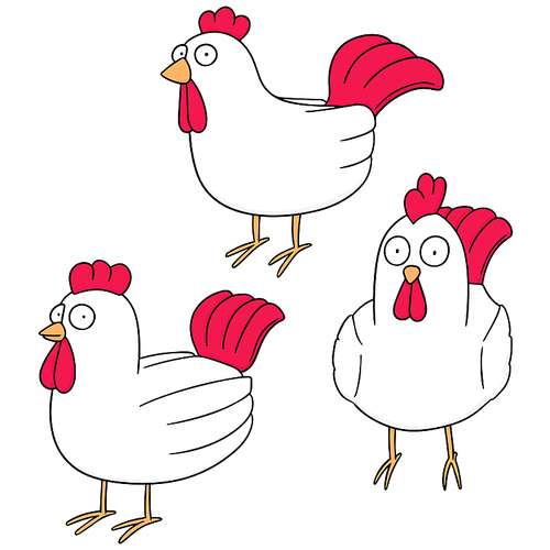 vector set of chicken