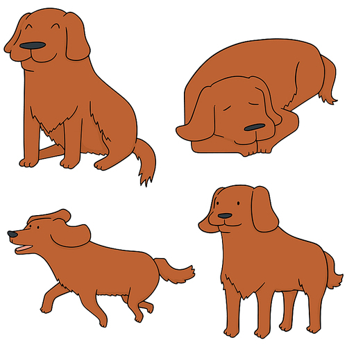 vector set of dog, golden retriever