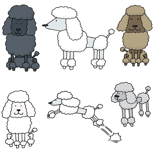 vector set of poodle