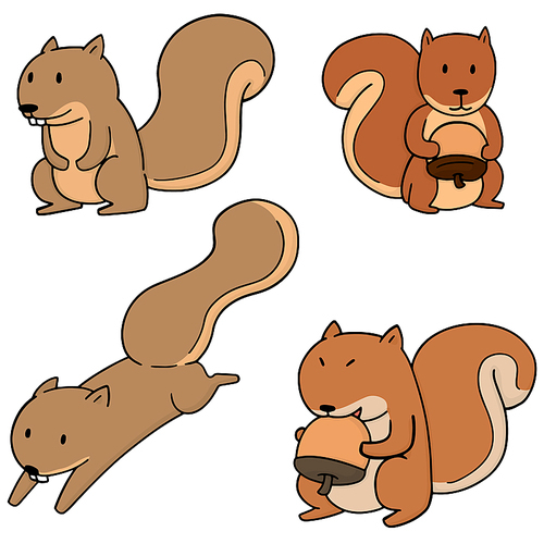 vector set of squirrel