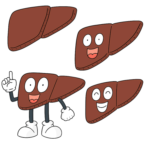 vector set of liver cartoon