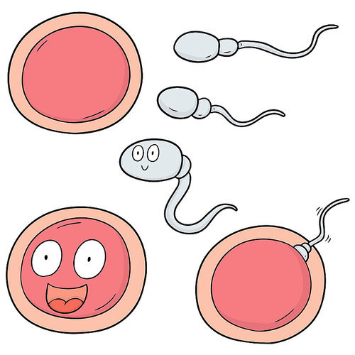 vector set of sperm and egg
