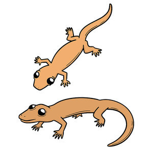 vector set of lizards