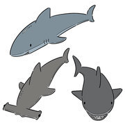 vector set of sharks