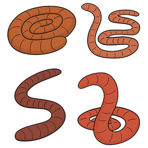 vector set of worm