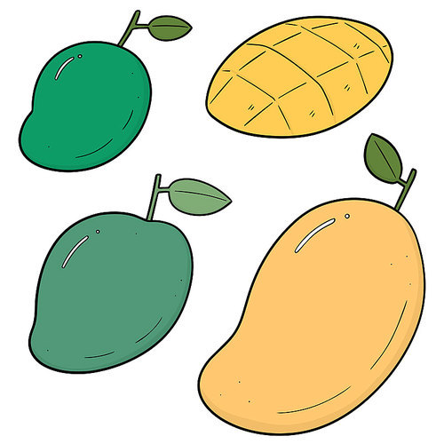 vector set of mango