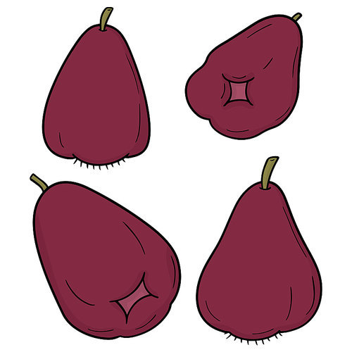 vector set of rose apple