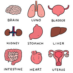 vector set of internal organ cartoon