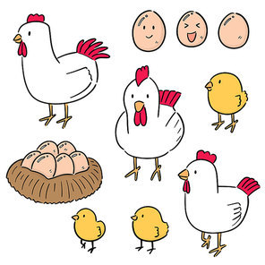 vector set of chicken and egg