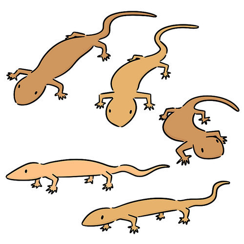 vector set of lizards