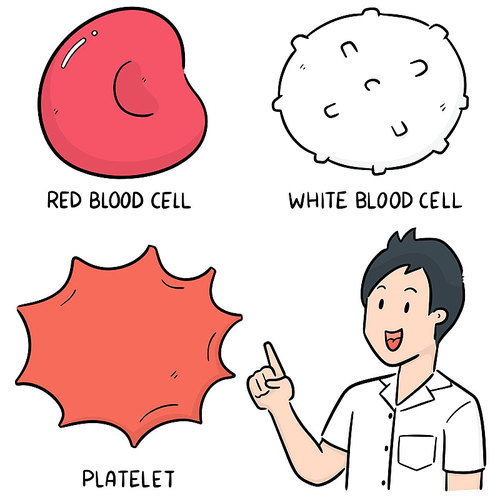 vector set of blood cells
