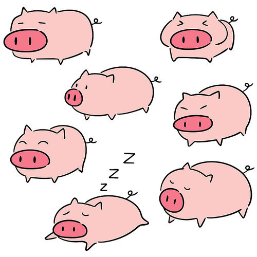 vector set of pig