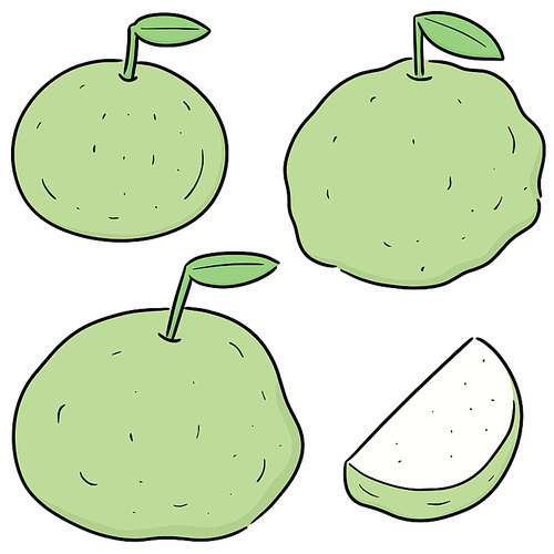 vector set of guava
