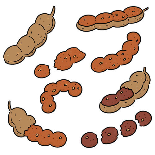 vector set of tamarind