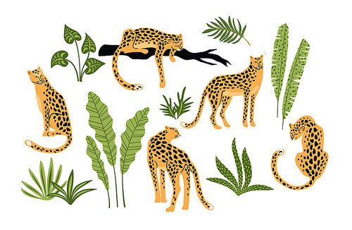 Vestor set of leopards and tropical leaves. Trendy illustration.