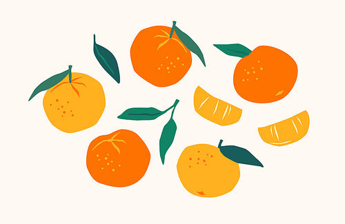 Set of drawn tangerines. Citrus fruits, oranges, mantarines. Vector illustration. Isolated elements for design
