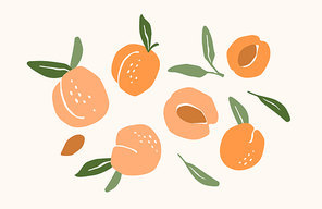 Set of drawn apricots. Vector illustration. Isolated elements for design