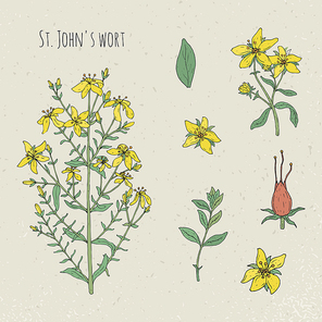 St. John s wort medical botanical isolated illustration, Plant, leaves, fruit, flowers hand drawn set. Vintage sketch colorful.