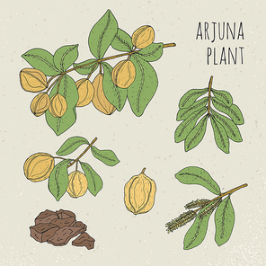 Plant, fruit, flowers, bark, leaves hand drawn set. Arjuna, medical botanical ayurvedic tree. Vintage colorful isolated illustration