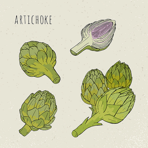 Artichoke set hand drawn botanical isolated and cutaway plant colorful. Sketch vector illustration