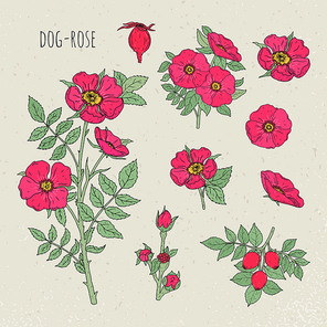 Dog rose medical botanical isolated illustration, Plant, flowers, fruit, leaves, hand drawn set. Vintage sketch colorful