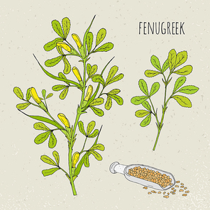 Fenugreek medical botanical isolated illustration, Plant, leaves, seeds hand drawn set. Vintage sketch colorful.