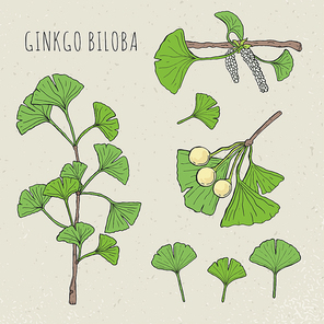 Set medical, botanical plant. Collection ginkgo biloba isolated leaves, on a branch berry . Vector sketch hand drawn illustration.