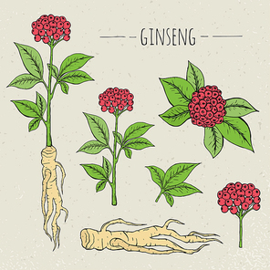 Ginseng medical botanical isolated illustration. plant, root, leaves hand drawn set, Vintage sketch.