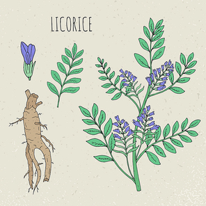 Licorice botanical isolated illustration, Plant, leaves, root, flowers hand drawn set. Vintage sketch colorful