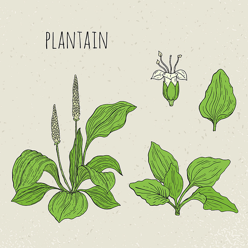 Plantain medical botanical isolated illustration, Plant, leaves, flowers hand drawn set. Vintage sketch colorful.