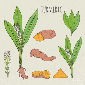 Turmeric medical botanical isolated illustration. Vintage sketch colorful. Plant, root cutaway, leaves, spices hand drawn set.