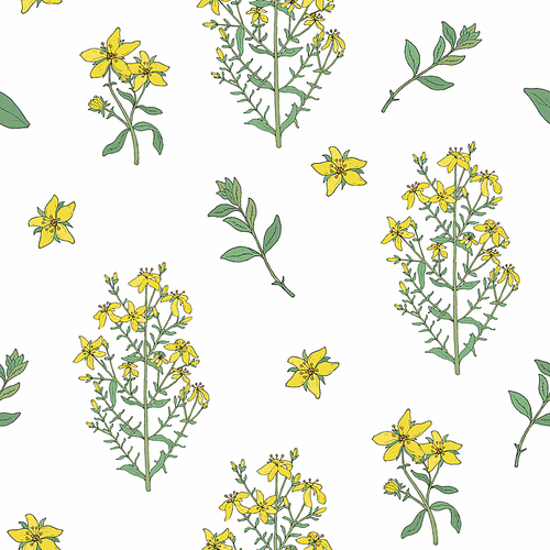 Seamless pattern with St. John s wort medical botanical blossom plant. hand drawn vector colorful texture