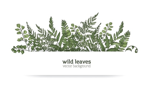 Beautiful horizontal background or banner decorated with gorgeous ferns, wild herbs or green herbaceous plants. Elegant herbal backdrop or border. Colorful realistic natural vector illustration