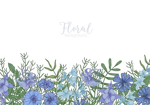 Rectangular background decorated with blue wild blooming flowers and meadow flowering herbs at bottom edge. Gorgeous decorative floral border. Natural realistic hand drawn vector illustration