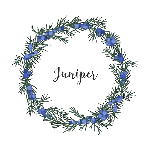 Beautiful wreath, circular frame or border made of juniper sprigs with berries hand drawn on white background. Gorgeous natural decoration or decorative design element. Botanical vector illustration