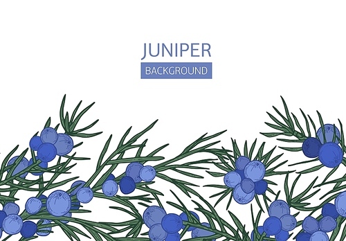 Horizontal background with juniper needle-like leaves and berries at bottom edge on white background. Beautiful backdrop or border with coniferous plant. Elegant realistic vector illustration
