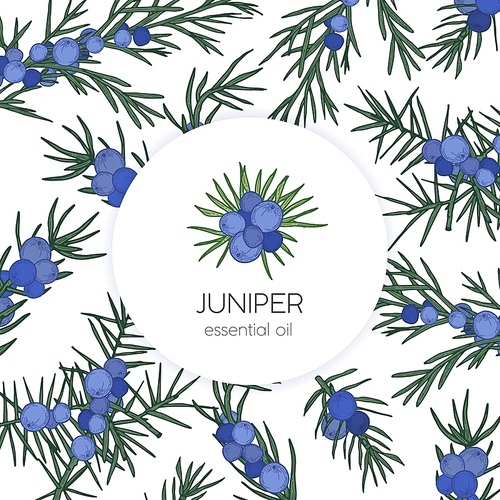 Juniper essential oil label or tag template. Design element decorated by berries and leaves of coniferous plant hand drawn on white background. Vintage colorful realistic vector illustration.