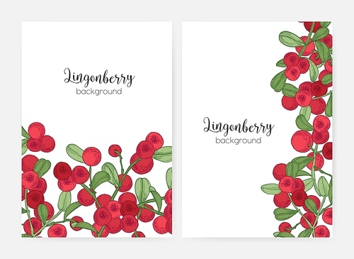Bundle of flyer or poster templates decorated with lingonberry sprigs hand drawn on white background. Set of cards with ripe boreal berries and leaves. Colorful botanical vector illustration.