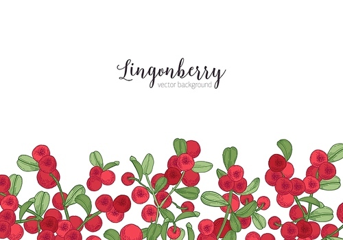 Horizontal backdrop decorated with lingonberries hand drawn at bottom edge on white background. Natural backdrop with border made of arctic berries and leaves. Botanical vector illustration.