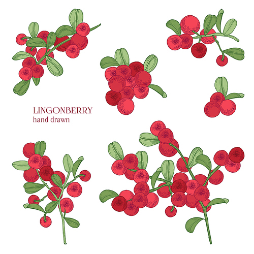 Lingonberry set. Detailed hand drawn branches with berries. Colorful hand drawn illustrations
