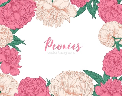 Horizontal backdrop decorated with frame or border made of tender blooming peony flowers hand drawn on white background. Romantic flowering garden plants. Floral vector.