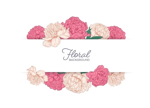 Horizontal stripe decorated with garden blooming pink peony flowers. Botanical backdrop with gorgeous flowering plants and place for text. Natural vector illustration in elegant antique style.