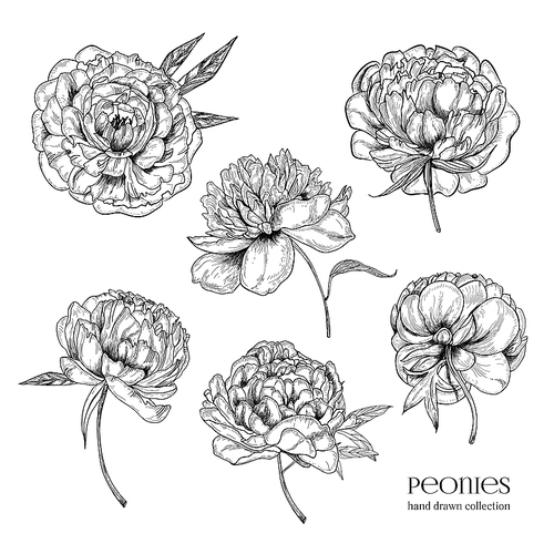Beautiful peonies set. Hand drawn detailed blossom flowers and leaves. Black and white vector illustration collection