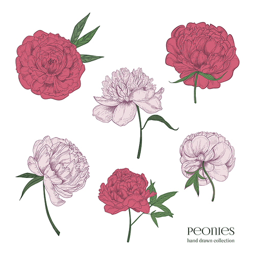 Beautiful peonies set. Hand drawn blossom flowers, buds and leaves. Colorful vector illustration collection